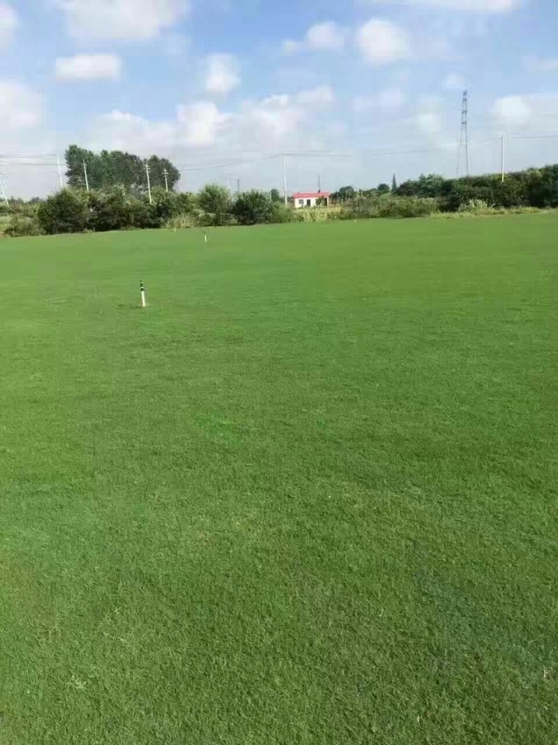 农户直销:泥土草坪，百慕大，马尼拉，天堂草