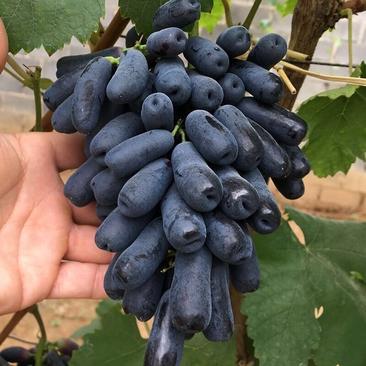 葡萄树苗，甜蜜蓝宝石，红提子等，各种新品种葡萄树苗