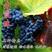 葡萄树苗，甜蜜蓝宝石，红提子等，各种新品种葡萄树苗