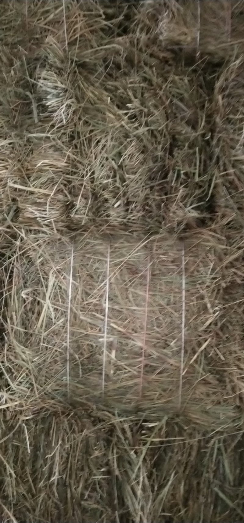 羊草