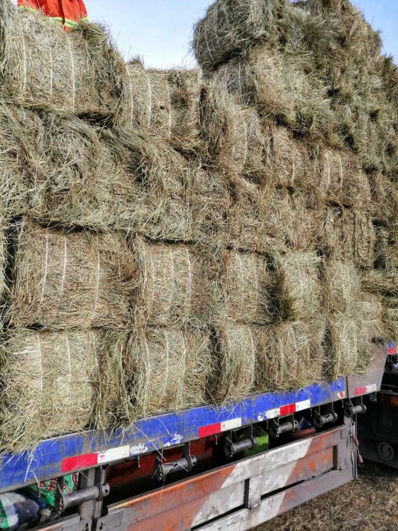 天然生长羊草，质量好，价格实惠