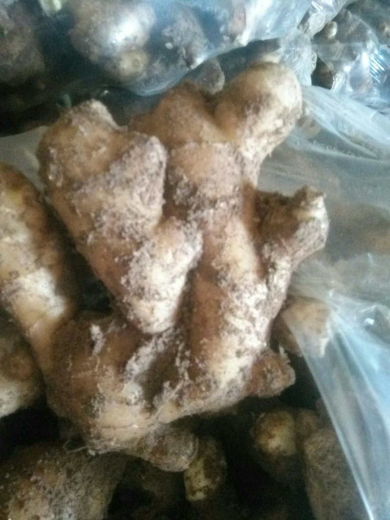 山东生姜产地直供！常年能大量供应！欢迎咨询