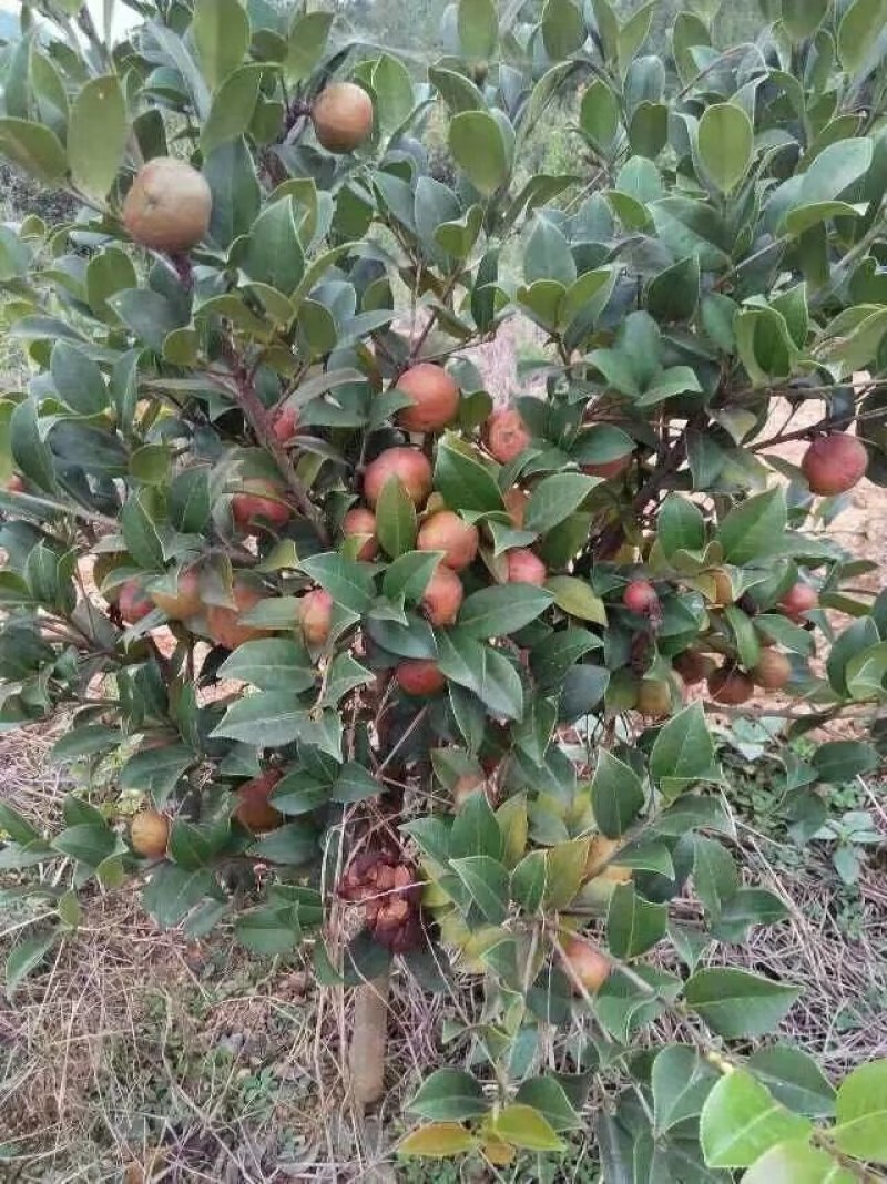 长林系列三年油茶苗50公分到八十公分全国发货