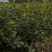 长林系列三年油茶苗50公分到八十公分全国发货