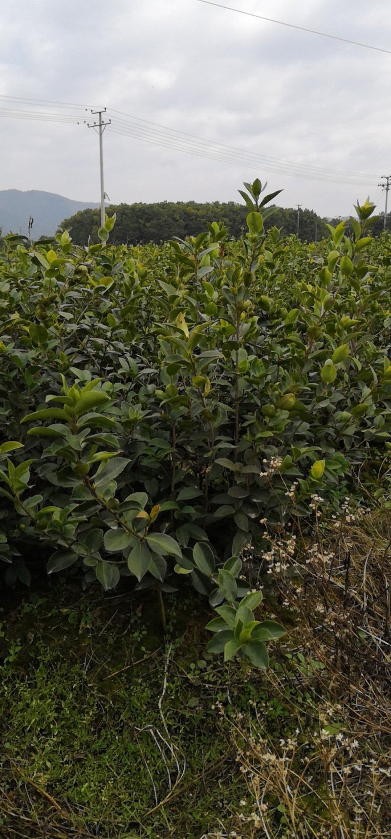 长林系列三年油茶苗50公分到八十公分全国发货