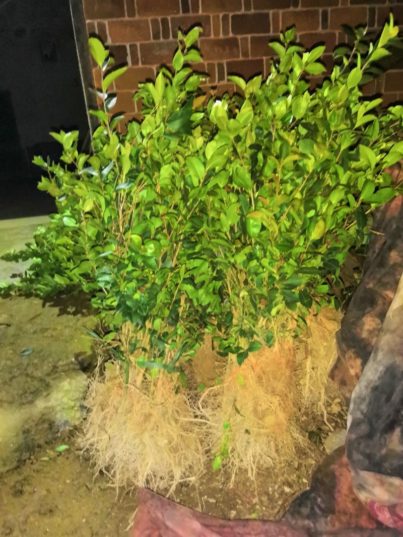 长林系列三年油茶苗50公分到八十公分全国发货