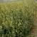 长林系列三年油茶苗50公分到八十公分全国发货