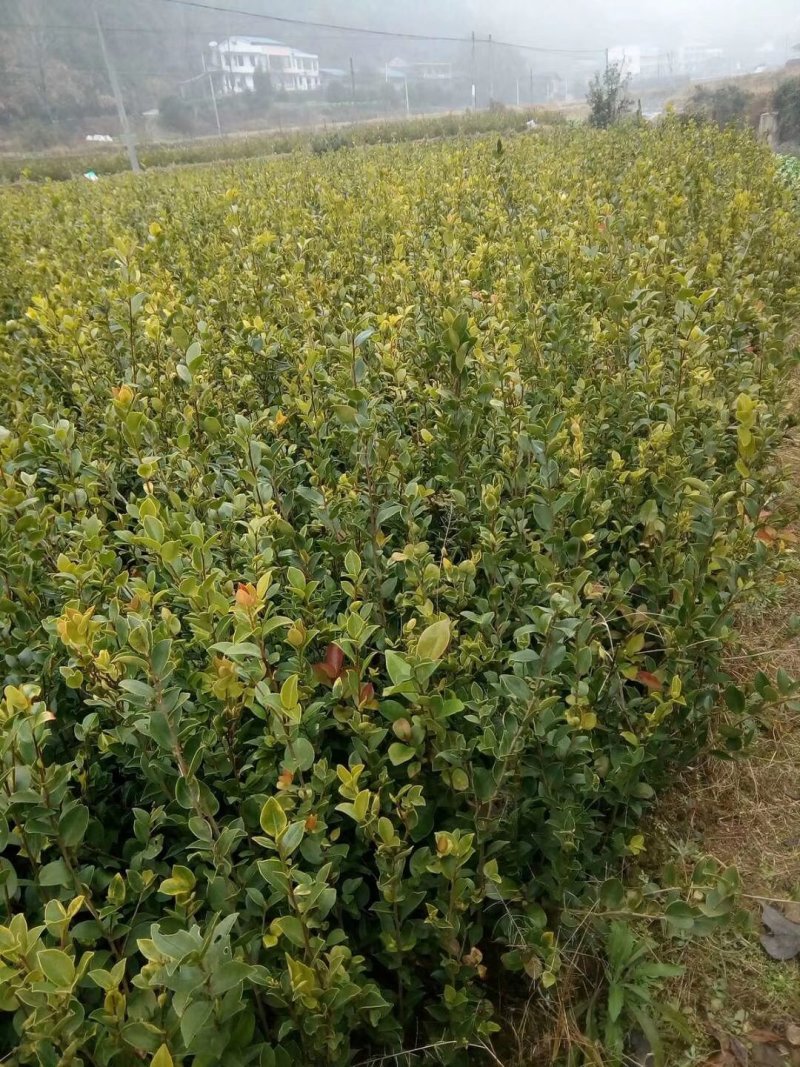 长林系列三年油茶苗50公分到八十公分全国发货