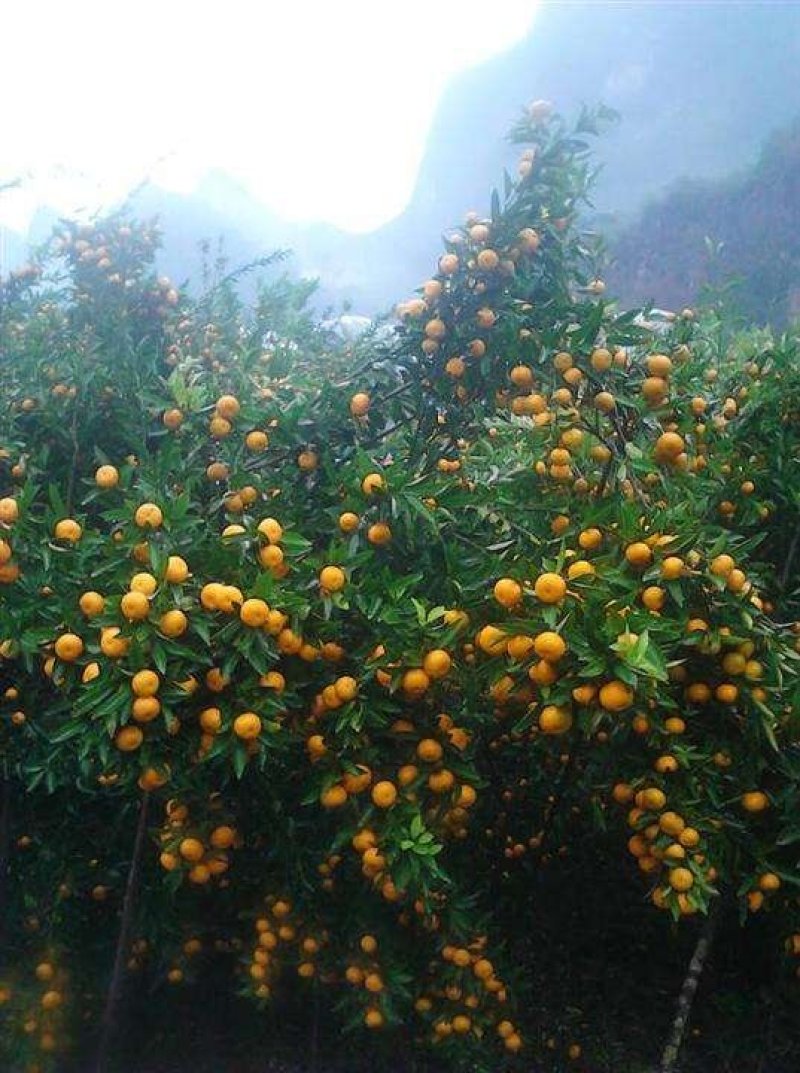 金秀桐木，七建，头排沃柑，马水橘专业代办