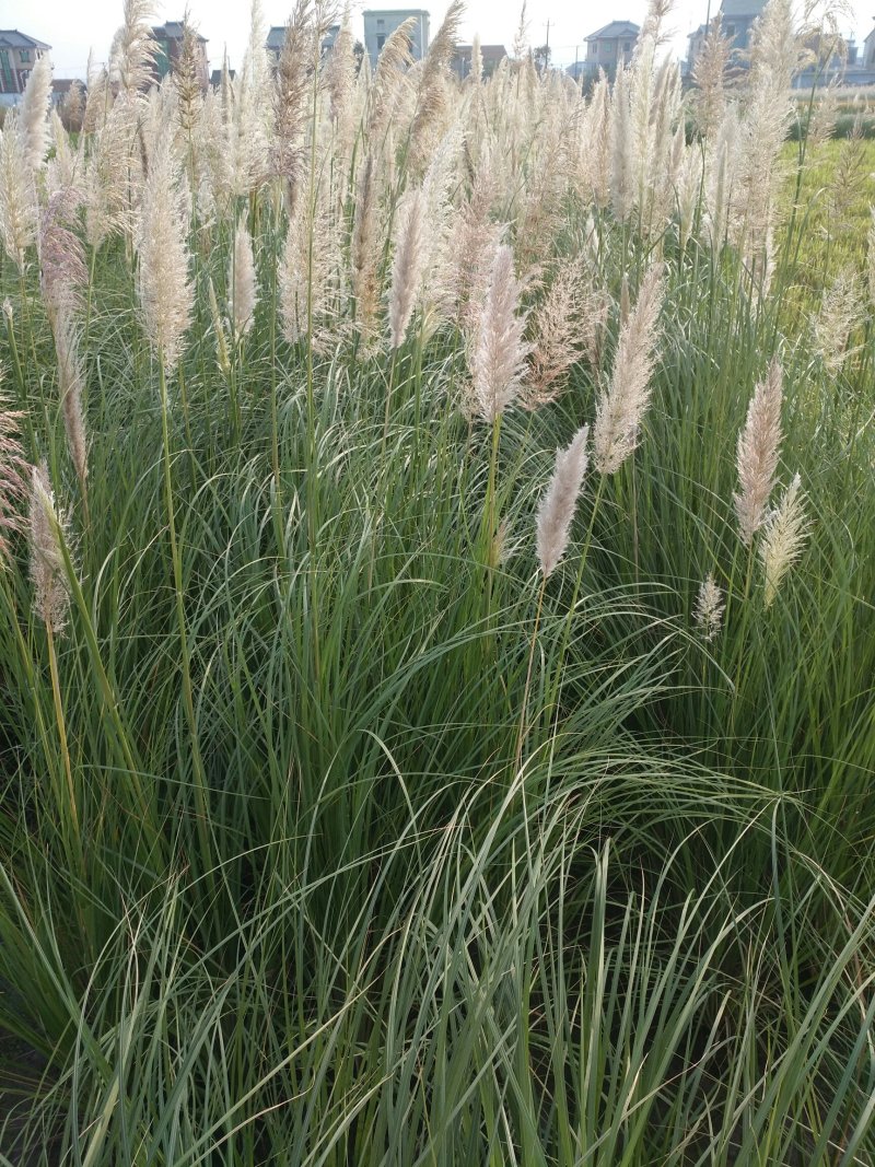 矮蒲苇大量有货，质优价廉，可全国发货欢迎大量采购。