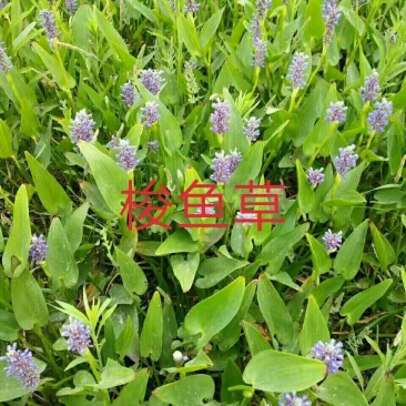 梭鱼草大量现货，质优价廉，可全国发货，欢迎大量采购。