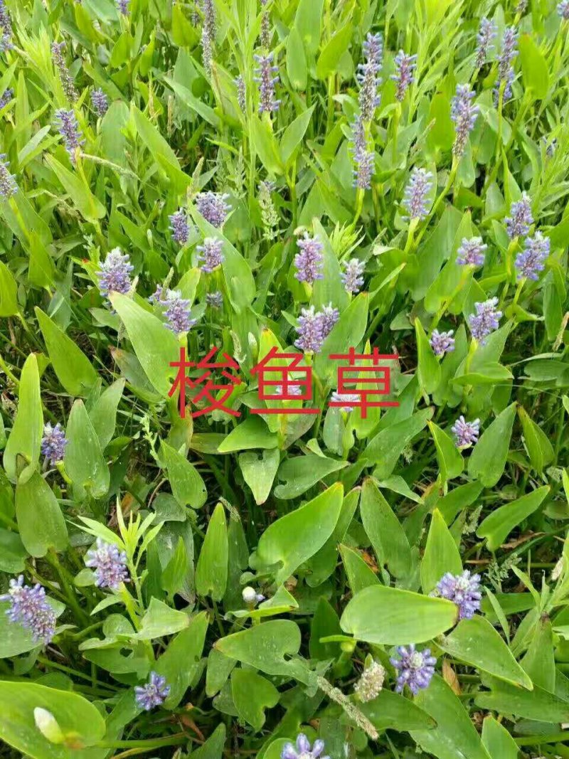 梭鱼草大量现货，质优价廉，可全国发货，欢迎大量采购。