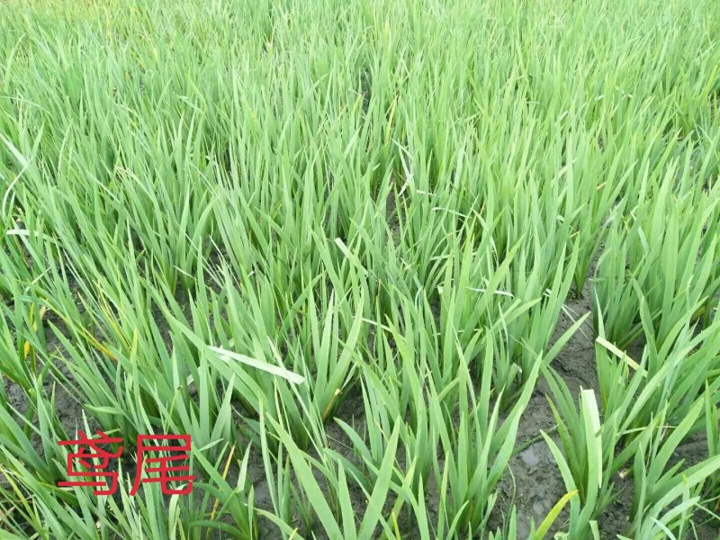 常绿鸢尾，质优价廉，欢迎大量采购，产地直发，量大从优