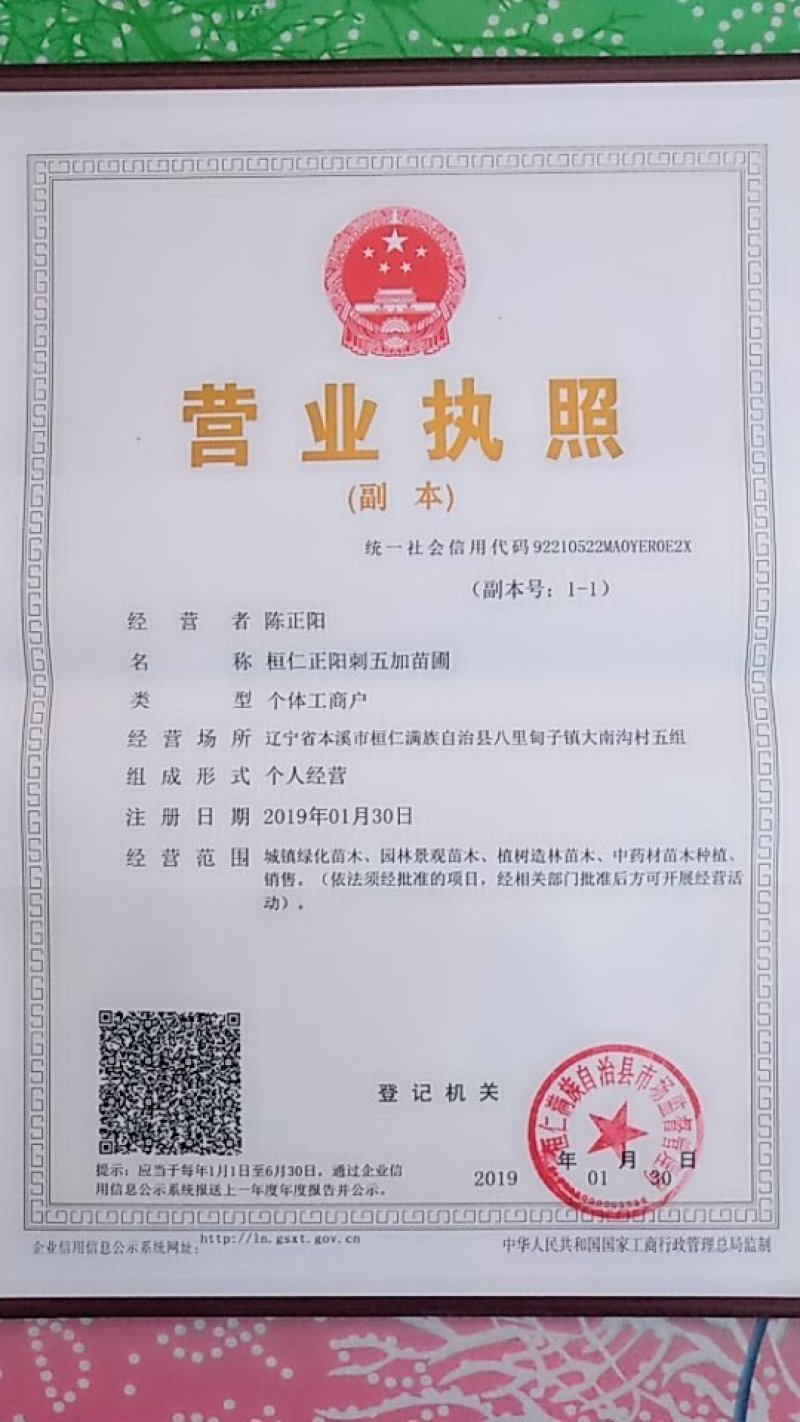 刺五加苗短梗刺五加长梗刺五加，品种好出苗壮