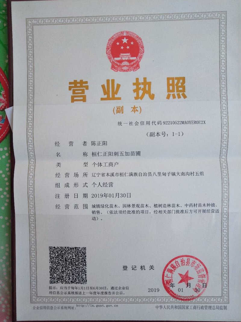 刺五加当年苗刺五加一年苗还有二年苗