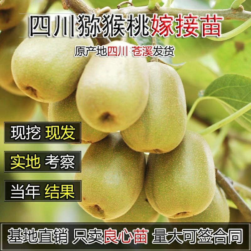 苍溪红心猕猴桃嫁接苗原产地直发2年苗栽后第二年挂果