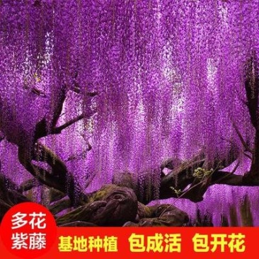 紫藤苗萝爬藤植物庭院围墙攀援四季盆栽花卉紫藤树苗紫藤树苗
