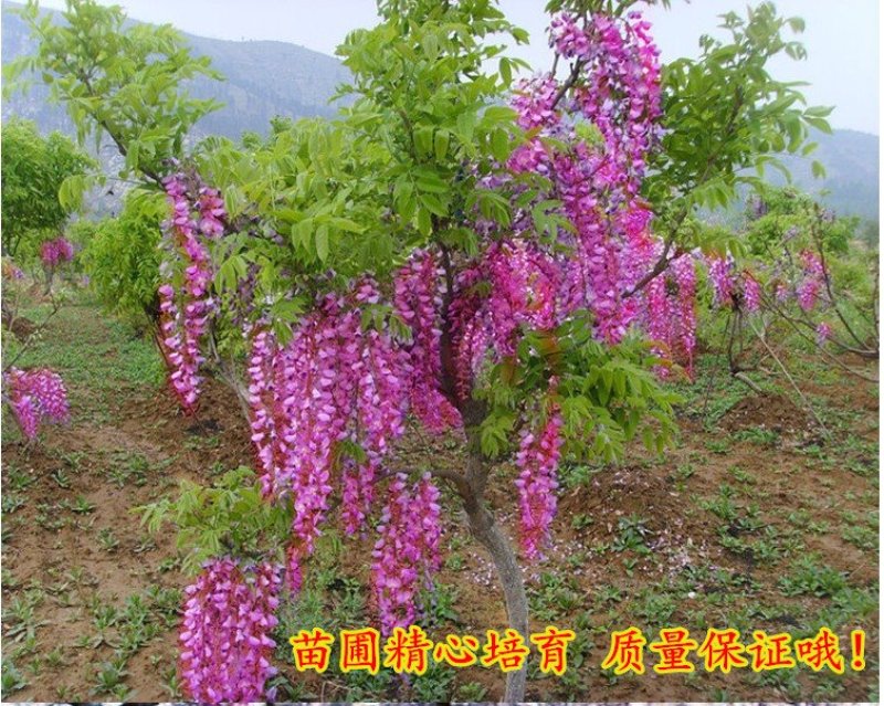 紫藤苗萝爬藤植物庭院围墙攀援四季盆栽花卉紫藤树苗紫藤树苗