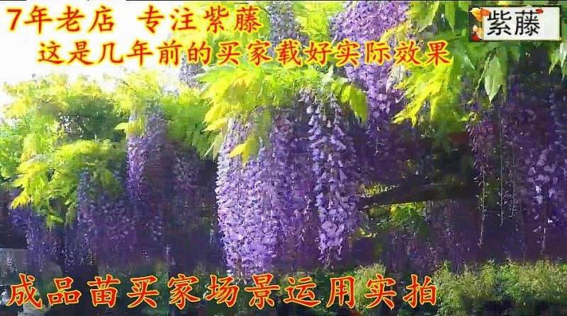 紫藤苗萝爬藤植物庭院围墙攀援四季盆栽花卉紫藤树苗紫藤树苗