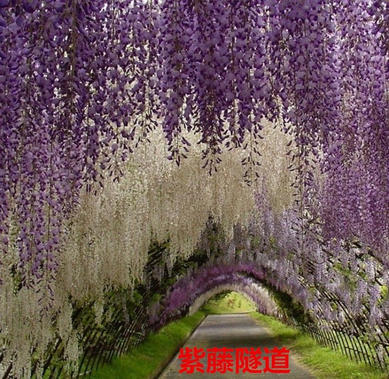 紫藤苗萝爬藤植物庭院围墙攀援四季盆栽花卉紫藤树苗紫藤树苗