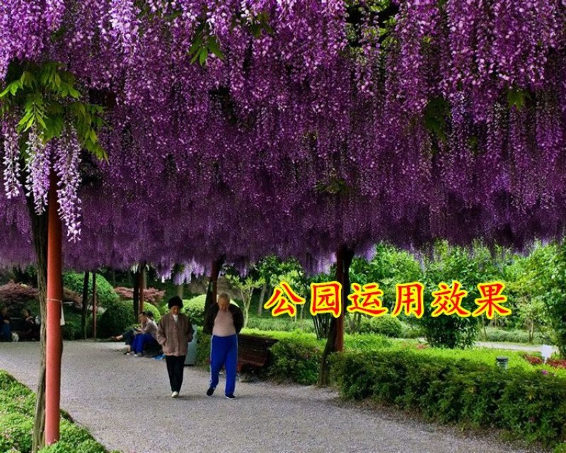 紫藤苗萝爬藤植物庭院围墙攀援四季盆栽花卉紫藤树苗紫藤树苗