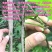 紫藤苗萝爬藤植物庭院围墙攀援四季盆栽花卉紫藤树苗紫藤树苗