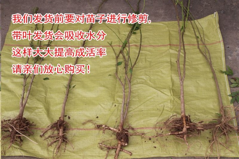紫藤苗萝爬藤植物庭院围墙攀援四季盆栽花卉紫藤树苗紫藤树苗