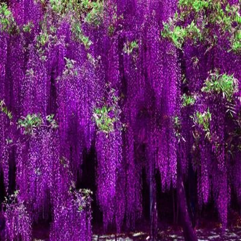 紫藤苗萝爬藤植物庭院围墙攀援四季盆栽花卉紫藤树苗紫藤树苗