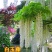 紫藤苗萝爬藤植物庭院围墙攀援四季盆栽花卉紫藤树苗紫藤树苗