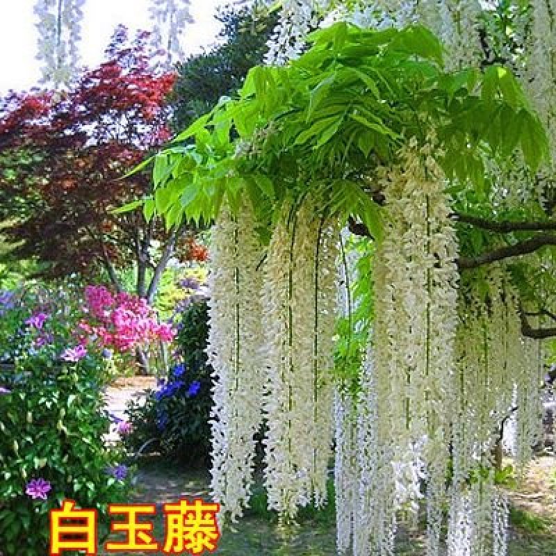 紫藤苗萝爬藤植物庭院围墙攀援四季盆栽花卉紫藤树苗紫藤树苗