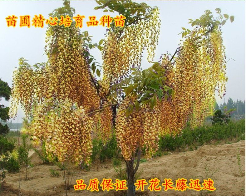 紫藤苗萝爬藤植物庭院围墙攀援四季盆栽花卉紫藤树苗紫藤树苗