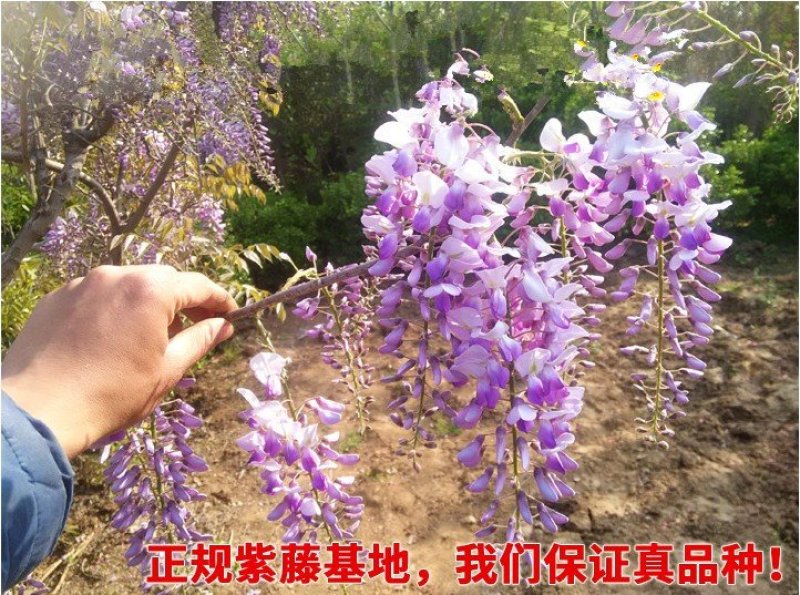紫藤苗萝爬藤植物庭院围墙攀援四季盆栽花卉紫藤树苗紫藤树苗