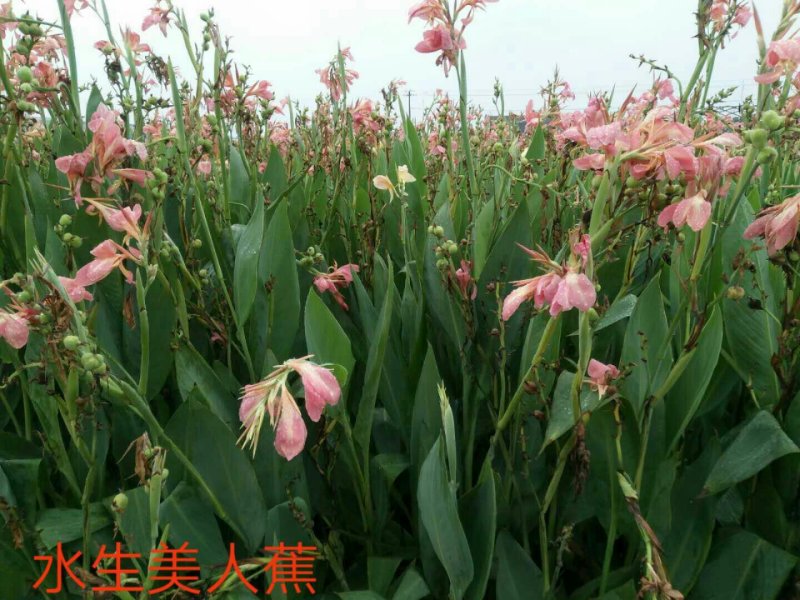 粉花美人蕉大量现货，质量好，价格优惠，欢迎各位老板前来选购