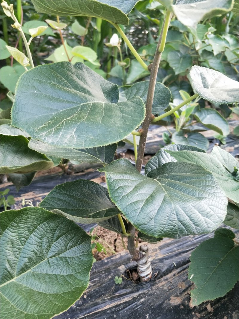苍溪红心猕猴桃嫁接苗原产地直发2年苗栽后第二年挂果