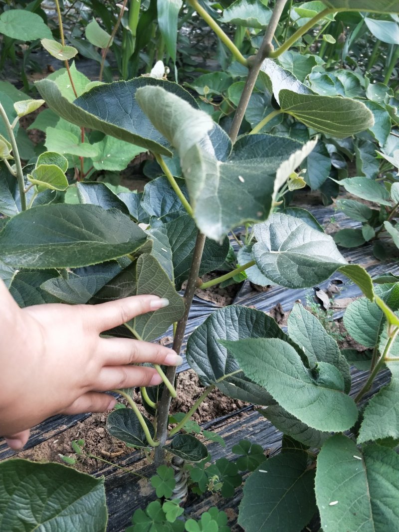 苍溪红心猕猴桃嫁接苗原产地直发2年苗栽后第二年挂果