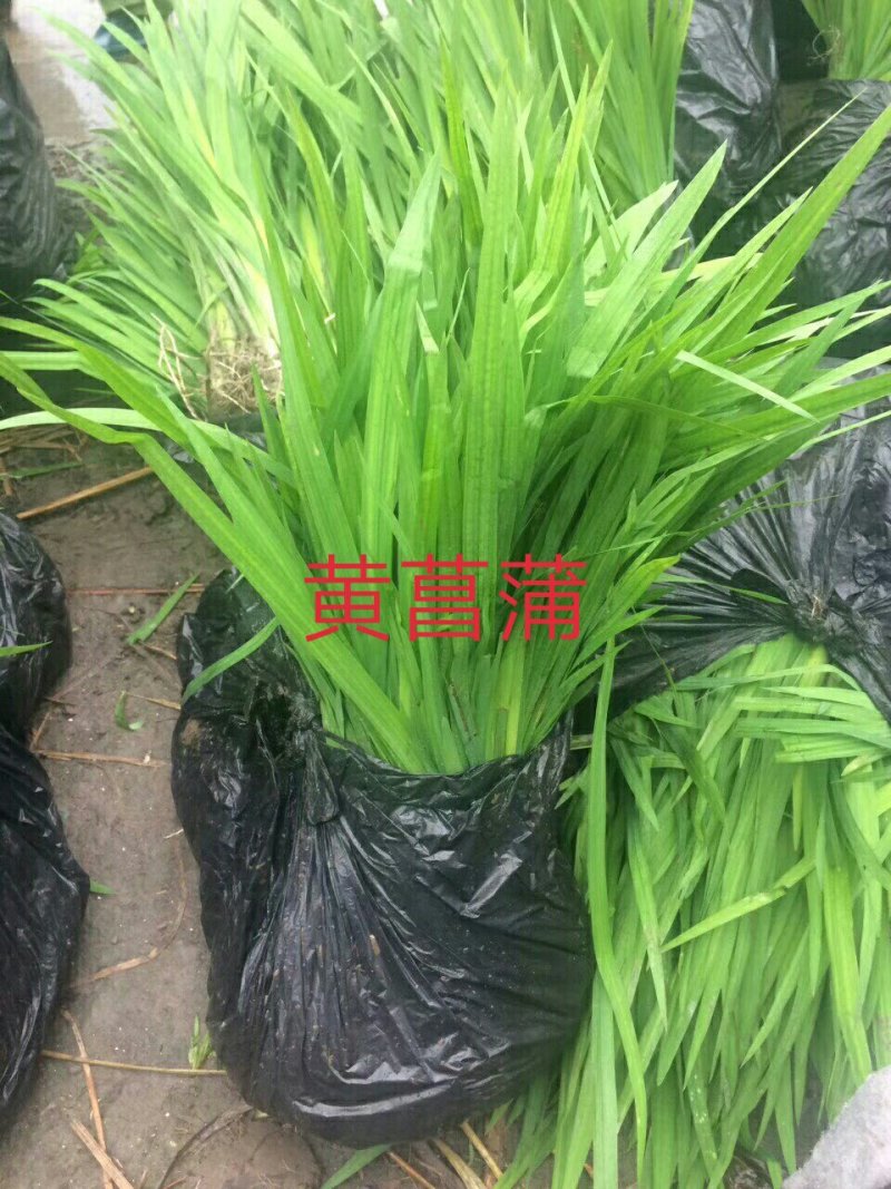 黄菖蒲，黄花鸢尾，大量现货，质量好，价格便宜，欢迎采购