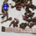 款冬花批发零售品种齐全量大从优一件代发1000起