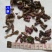 款冬花批发零售品种齐全量大从优一件代发1000起