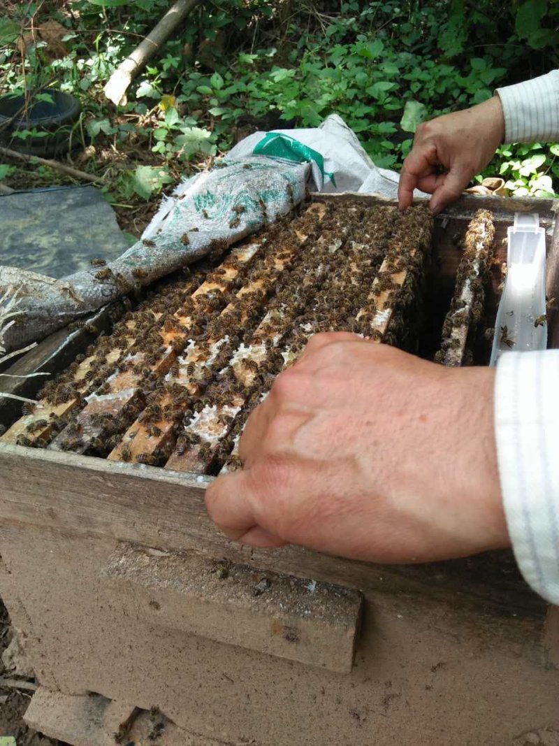 土蜂出售,中华蜂出售，陕西秦岭中蜂，秦岭土蜂，抗病能力强