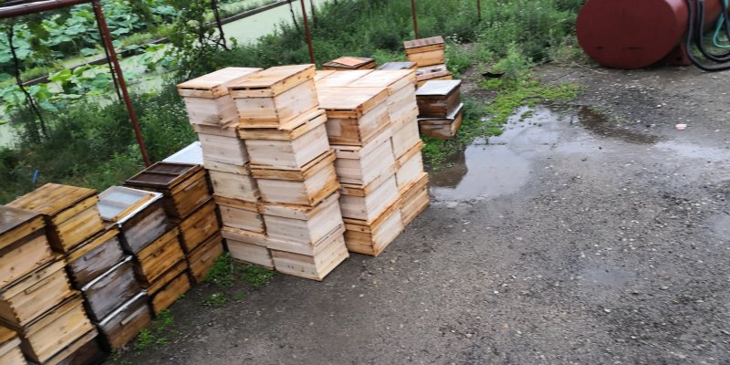 土蜂出售,中华蜂出售，陕西秦岭中蜂，秦岭土蜂，抗病能力强