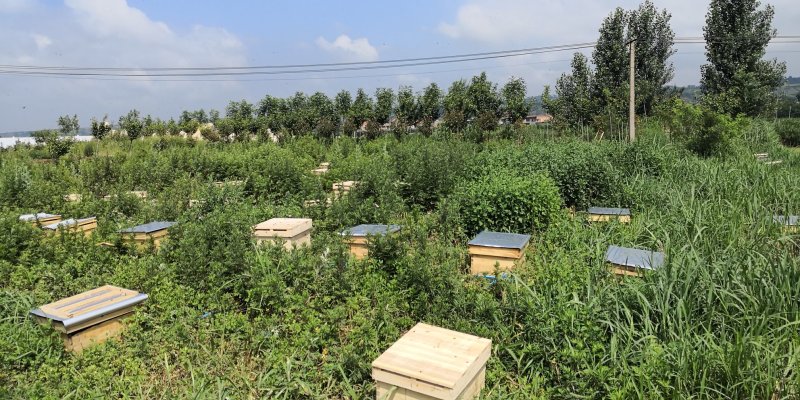 土蜂出售,中华蜂出售，陕西秦岭中蜂，秦岭土蜂，抗病能力强