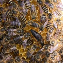 土蜂出售,中华蜂出售，陕西秦岭中蜂，秦岭土蜂，抗病能力强