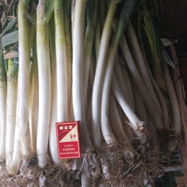 大葱