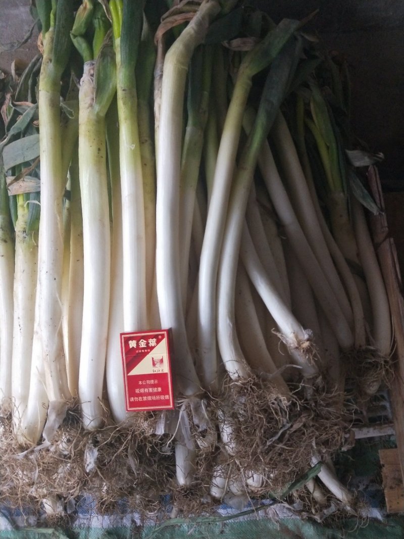 大葱