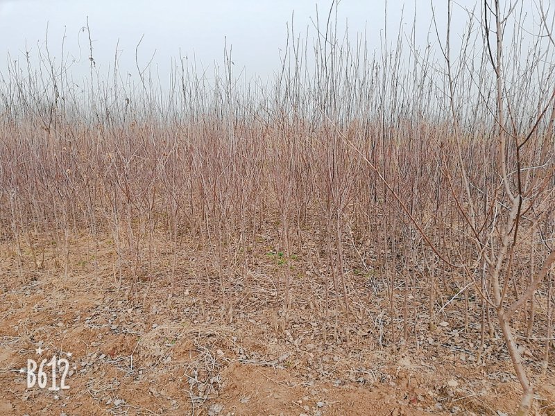 桃树桃树品种桃树砀山县桃树占地桃树