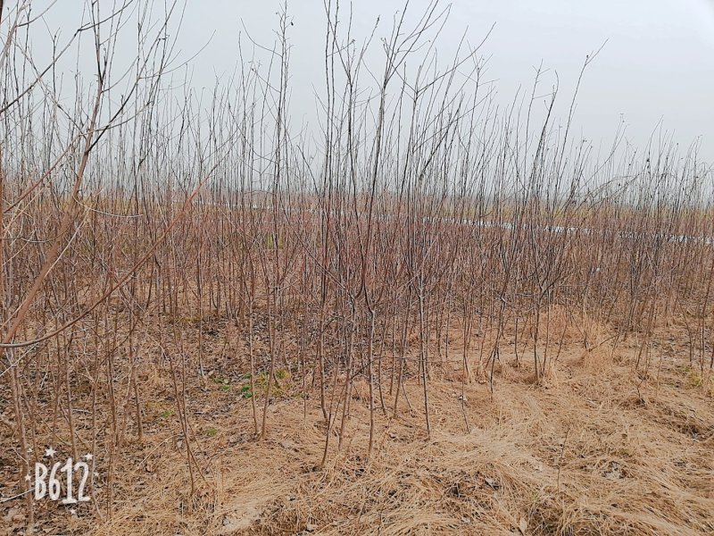 桃树桃树品种桃树砀山县桃树占地桃树