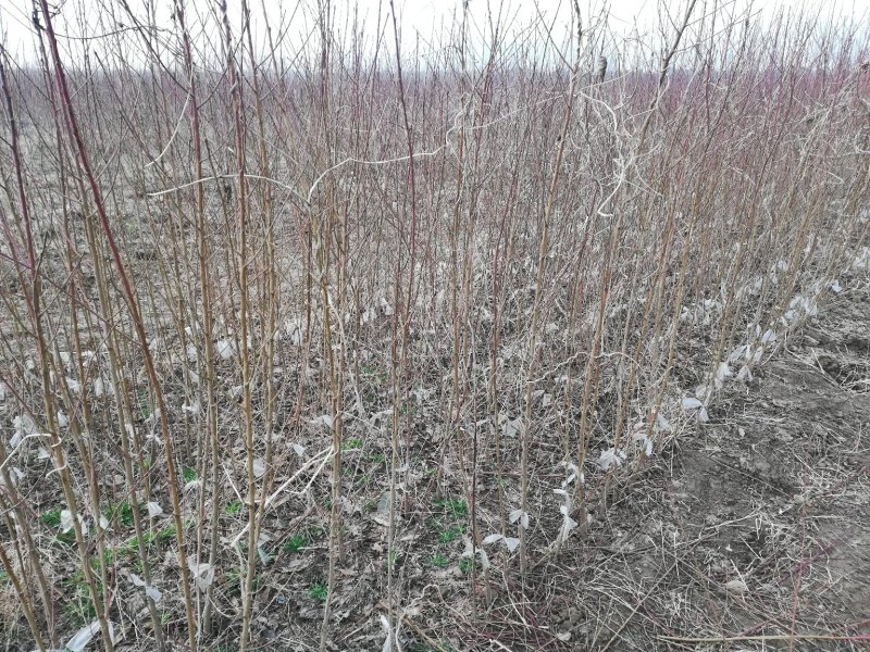 桃树桃树品种桃树砀山县桃树占地桃树