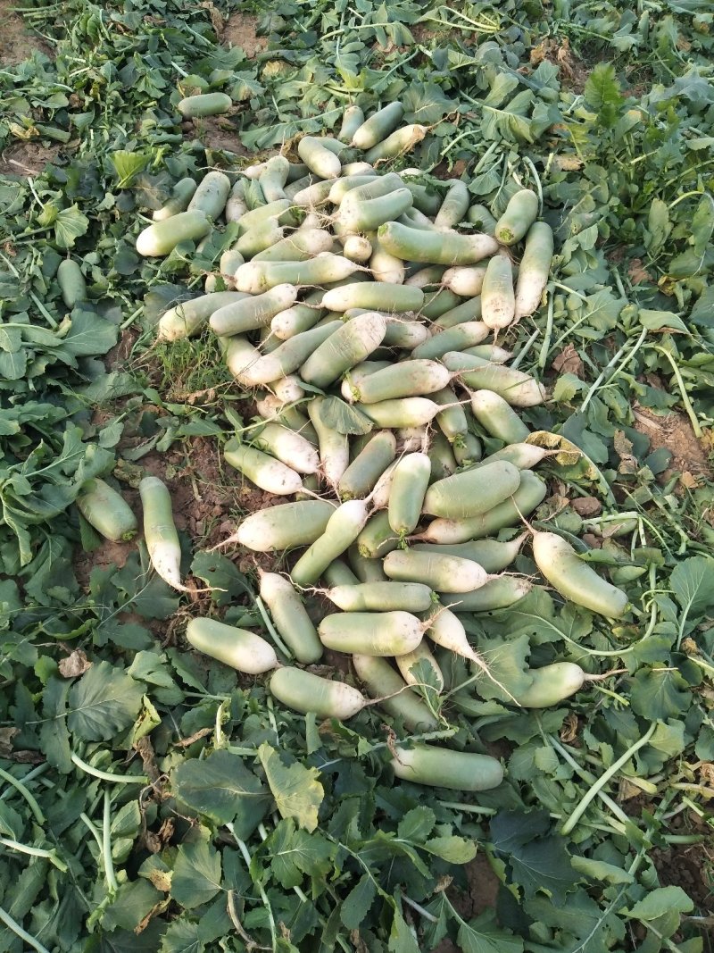 【萝卜】山东冷库青萝卜大量供应可视频看货量大从优