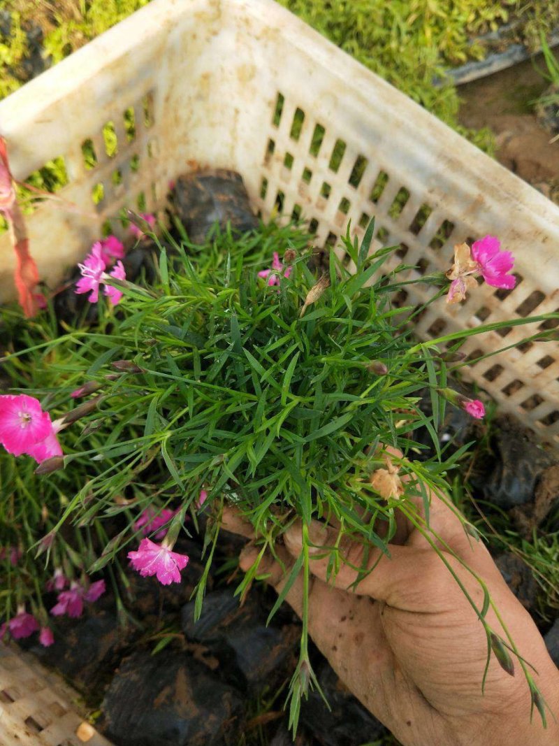 欧石竹粉贝基地直销量大从优
