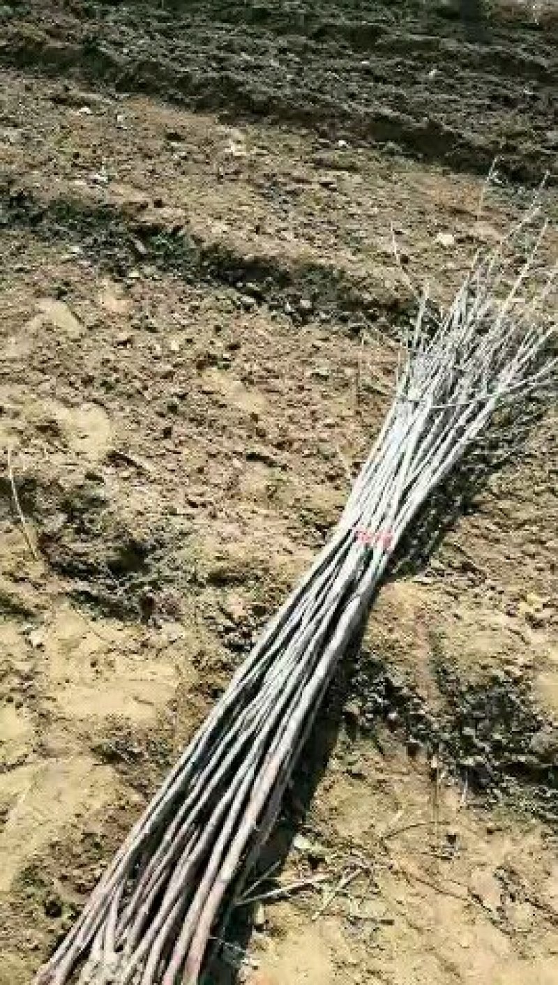 苹果树苗品种烟富苹果苗批发嫁接矮化苹果苗育苗基地